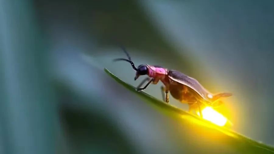 firefly-cruise