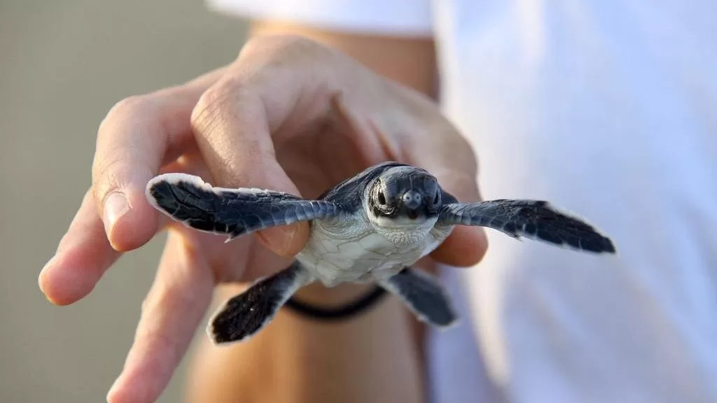 turtle